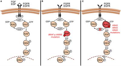 The Molecular Pathology of Odontogenic Tumors: Expanding the Spectrum of MAPK Pathway Driven Tumors